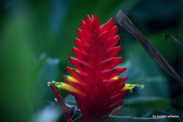 14 tipos de flores tropicales