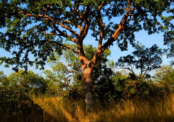 11 mejores árboles que crecen a la sombra durante años