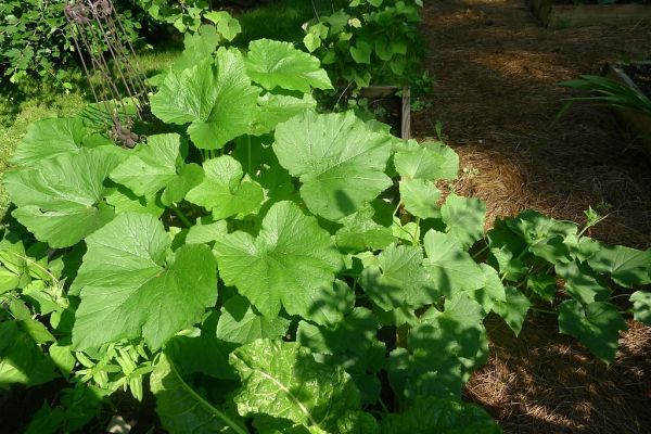 5 consejos para cultivar excelentes plantas de calabacín