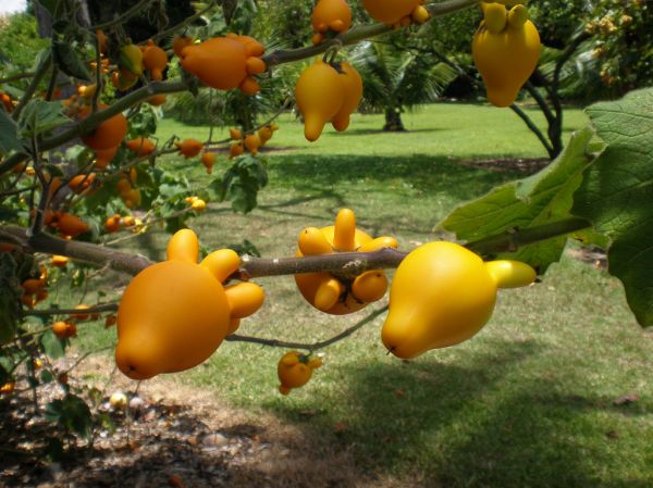 Las 9 mejores ideas de jardines de frutas para cambiar por compradas en la tienda