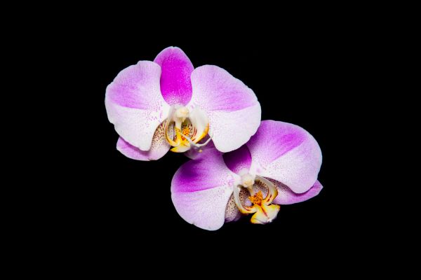 ¿Cuánto tiempo duran las flores de orquídeas?