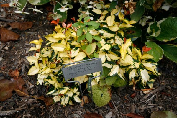 Asiatic jasmine at Joy Creek Nursery