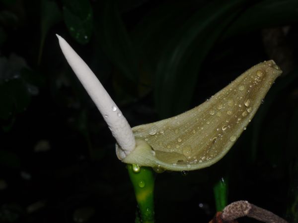 Plant Alocasia zebrina spadix P1110645 01