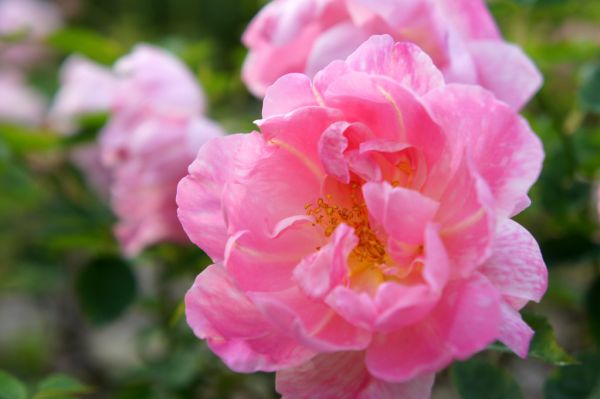 Rose Windflower バラ ウィンドフラワー