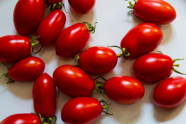 Como crescer e cuidar de uma planta de tomate em San Marzano