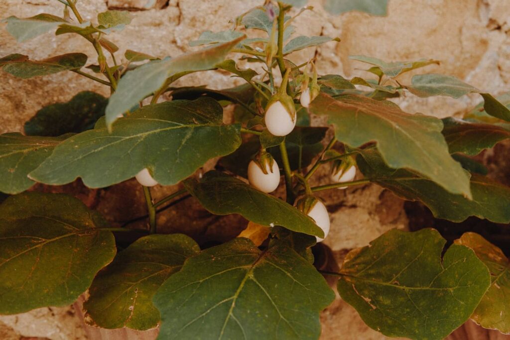 a close up of a plant with white flowers