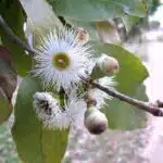 Mistletoe host