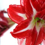 0XH QhP2Rojq scaled 1 How To Care For Amaryllis Flowers Year-Round 44