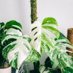 15xj5XKJOHjq scaled 1 How To Grow And Care For Monstera Albo 19