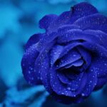165819 Blue Roses Meaning, Properties, and Uses of Nature's Most Mysterious Flower 17