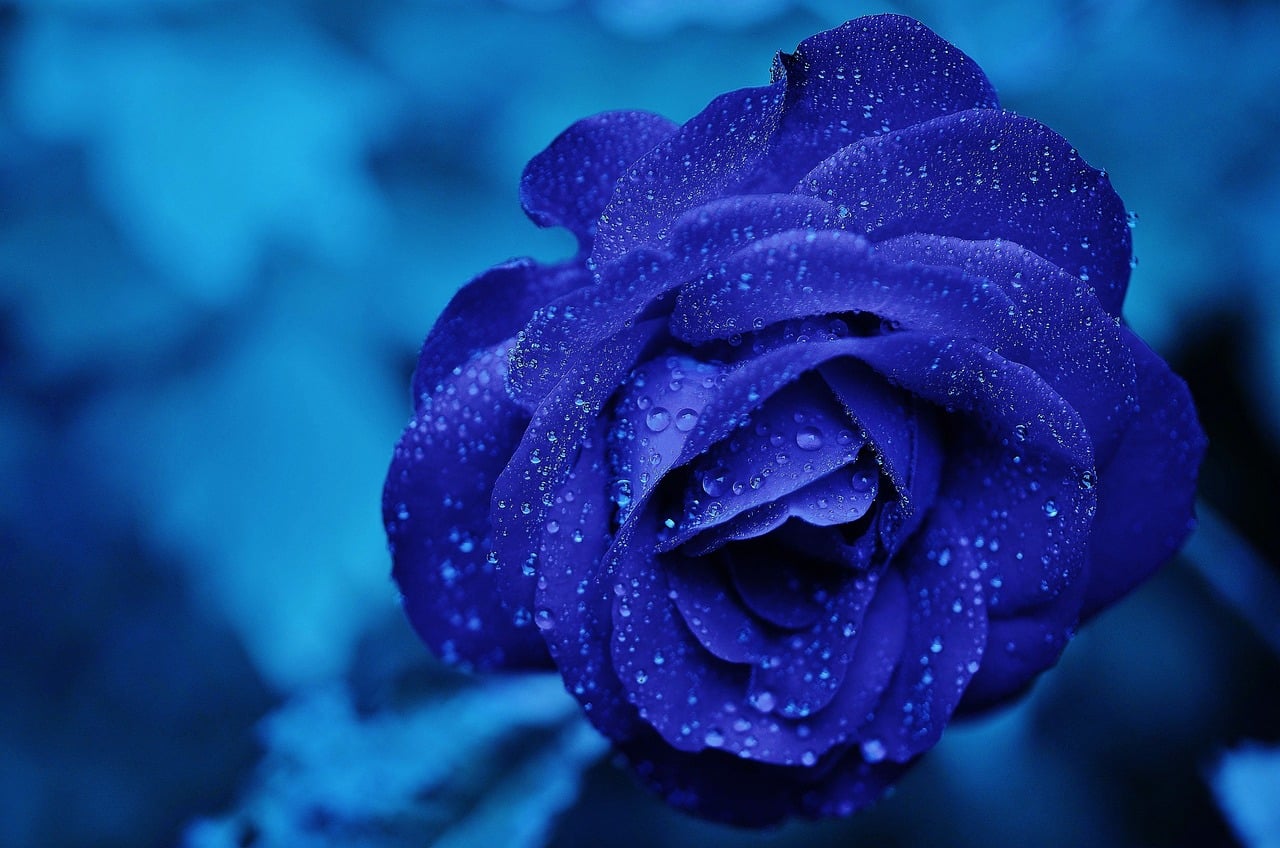 165819 Blue Roses Meaning, Properties, and Uses of Nature's Most Mysterious Flower 1
