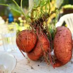 1716421 1 How To Grow Sweet Potatoes In the Backyard 12
