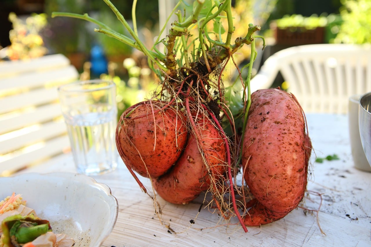 1716421 1 How To Grow Sweet Potatoes In the Backyard 1