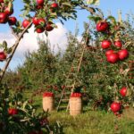 1873078 9 Fruit Trees You Can Grow Right On Your Porch 20