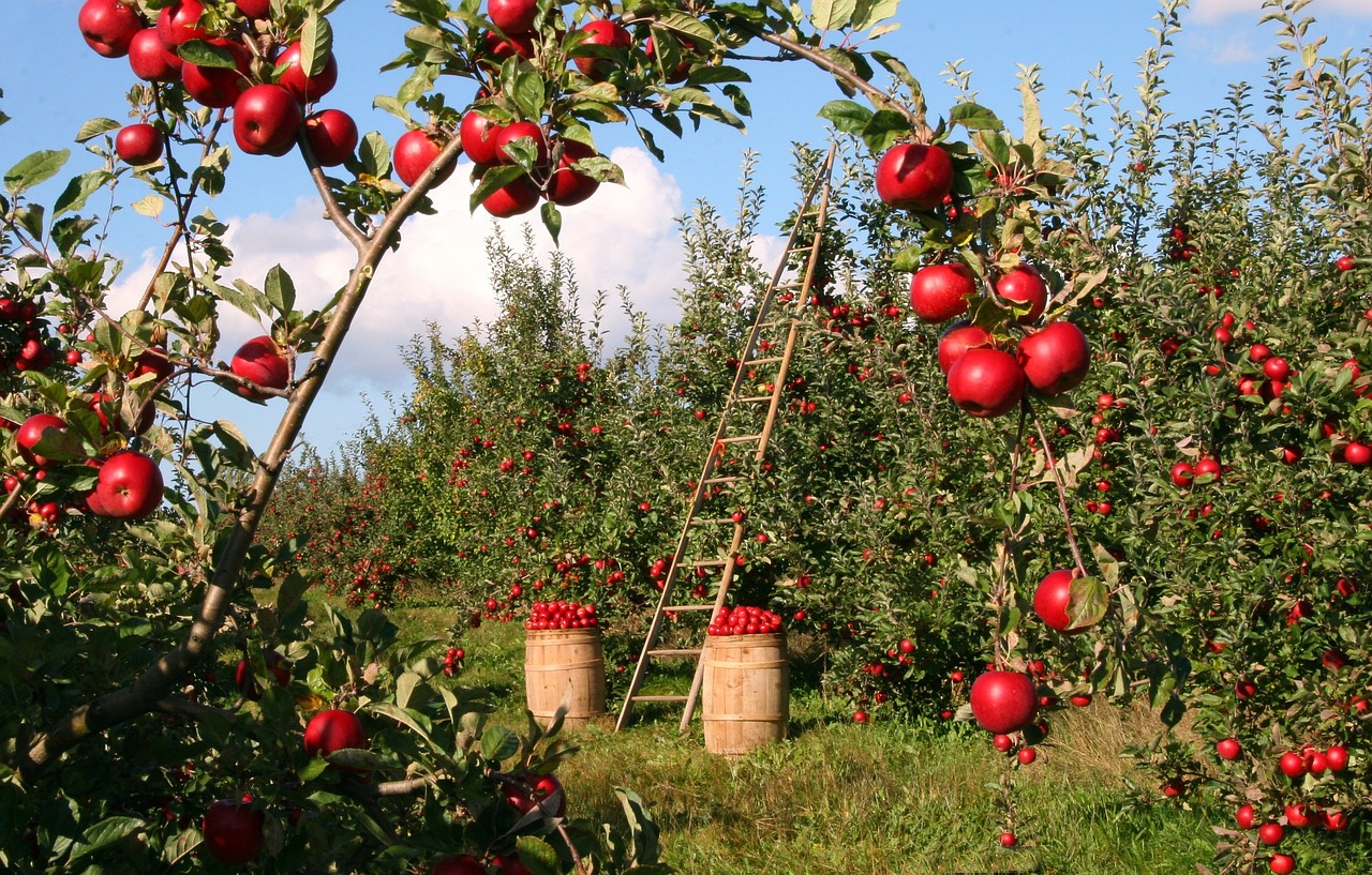 1873078 9 Fruit Trees You Can Grow Right On Your Porch 1