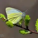 Butterfly on Spicebush