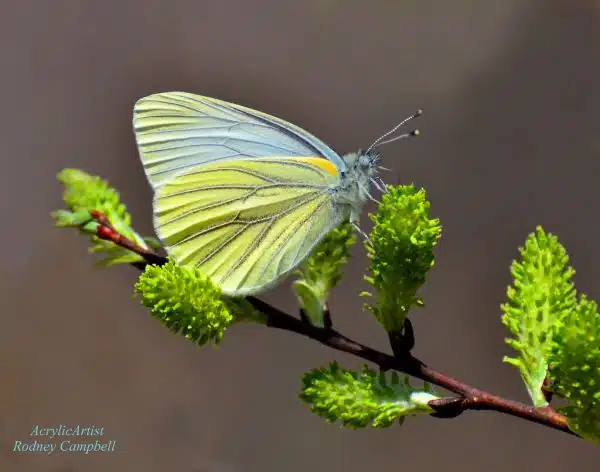 Butterfly on Spicebush