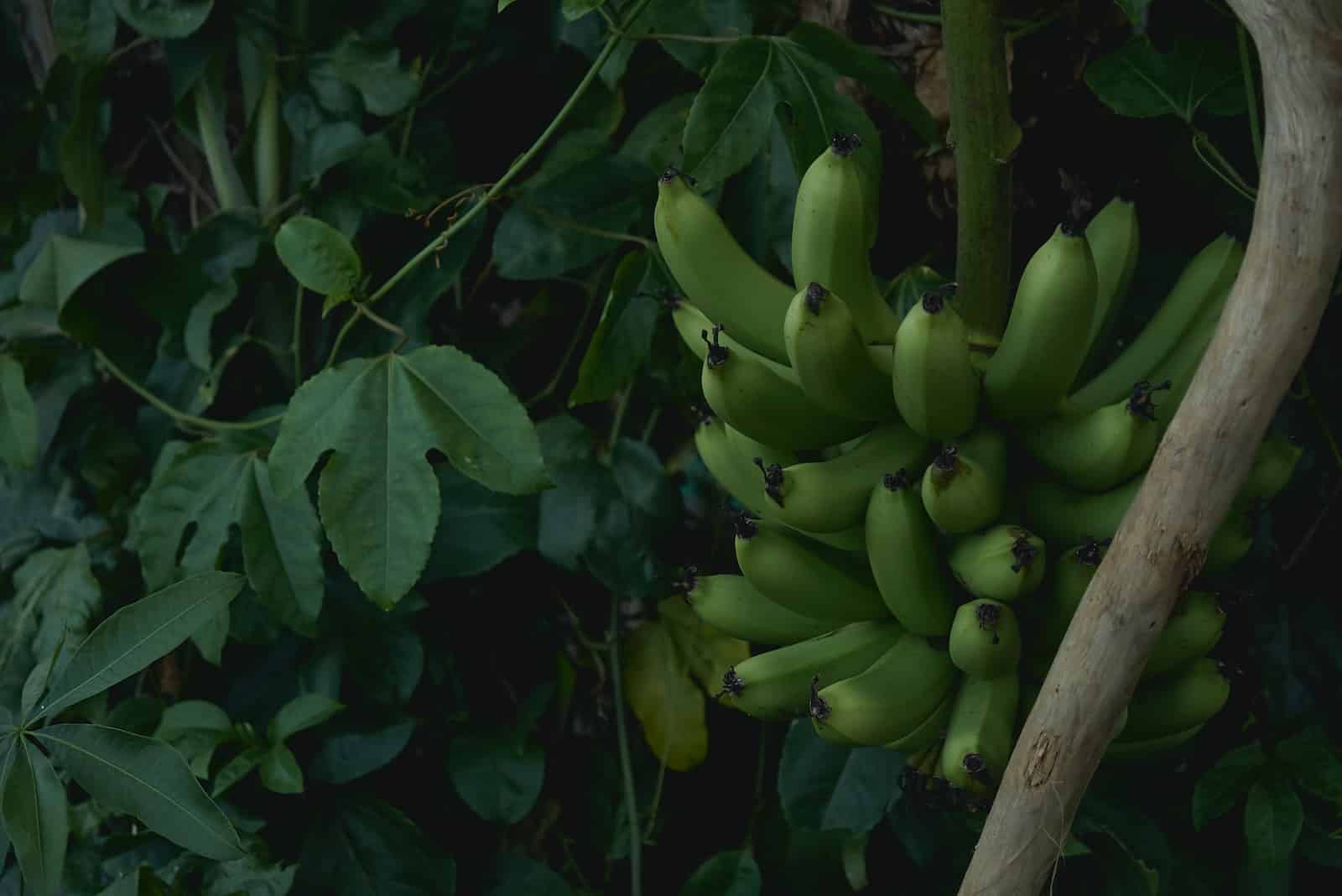 How to Grow & care a Banana in Your Backyard: A Comprehensive Guide 1
