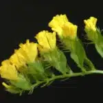 File:Yellow Statice flowers, close up from side.JPG