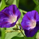3598568 Morning Glory Flower: Meaning, Properties, and Uses 44