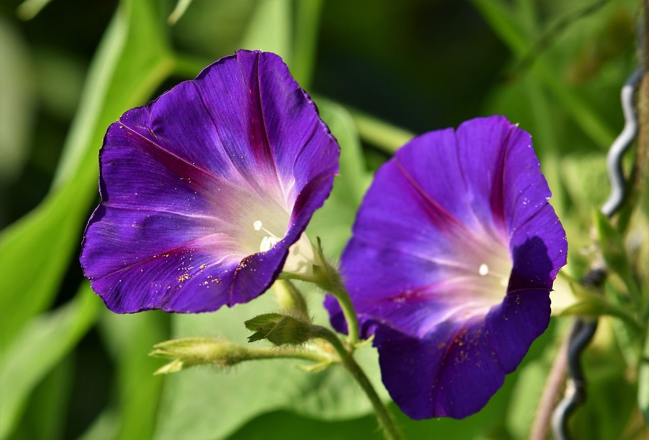 3598568 Morning Glory Flower: Meaning, Properties, and Uses 1