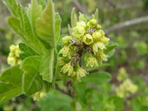 Rhus aromatica 'Grow Low' Fragrant Sumac