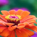 415833 Zinnia Flower: Meaning, Properties, and Uses in Different Contexts 49