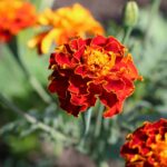 4IA2vQ1b5fjq scaled 1 How To Grow & Care For French Marigolds 21