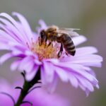 5618012 Aster Flower: Meaning, Properties, and Uses 38