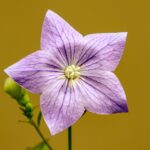 6532224 Balloon Flower: Meaning, Properties, and Uses in Different Contexts 25