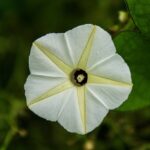 6566781 Moonflower: Meaning, Properties, and Uses 17