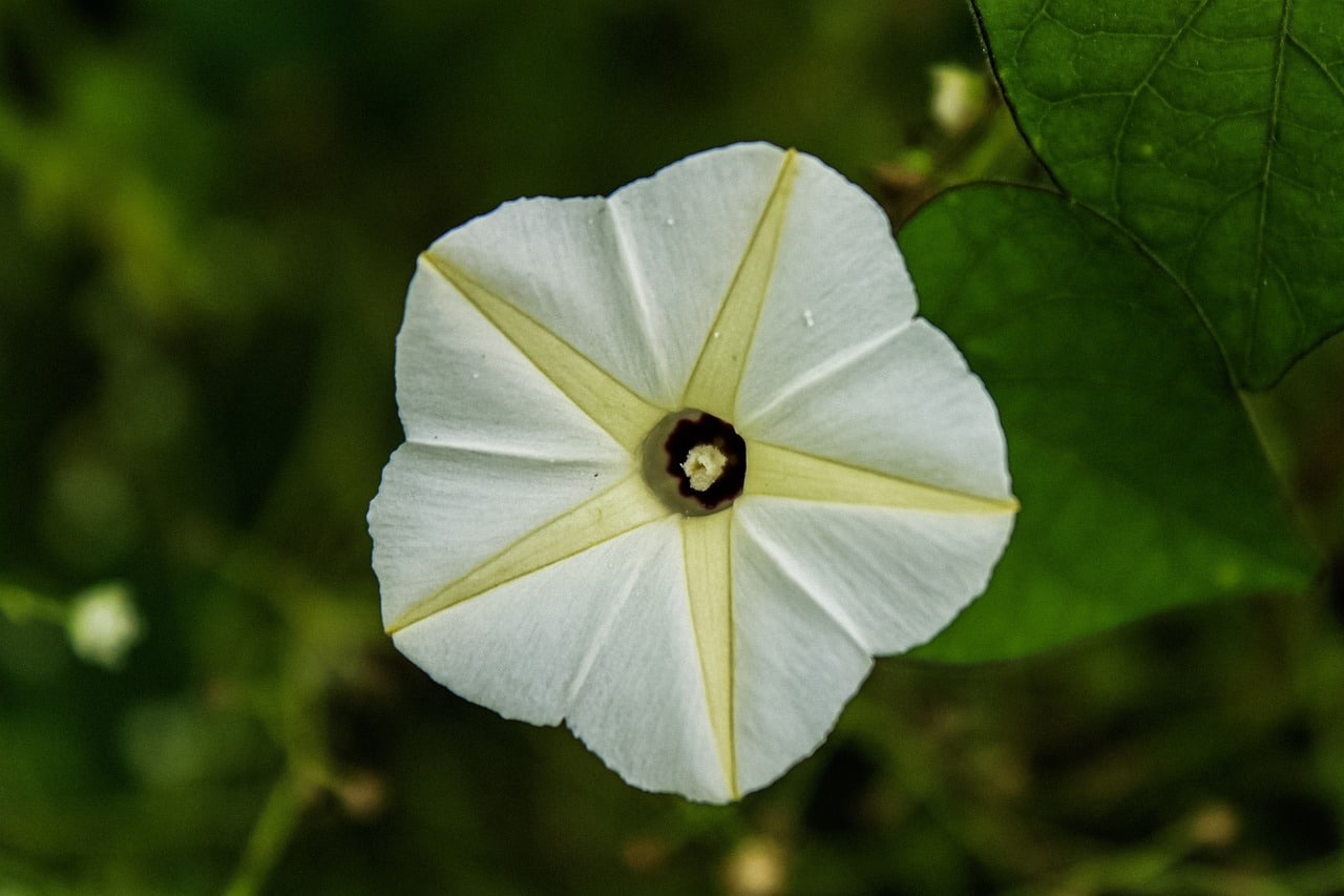 6566781 Moonflower: Meaning, Properties, and Uses 1