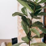 6894213 Fiddle-Leaf Fig Care: 15 Mistakes You're Making 26