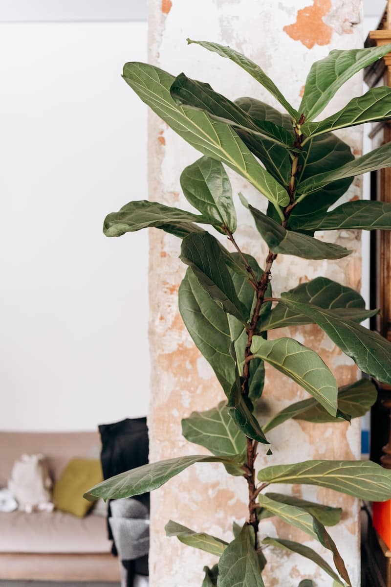 6894213 Fiddle-Leaf Fig Care: 15 Mistakes You're Making 1