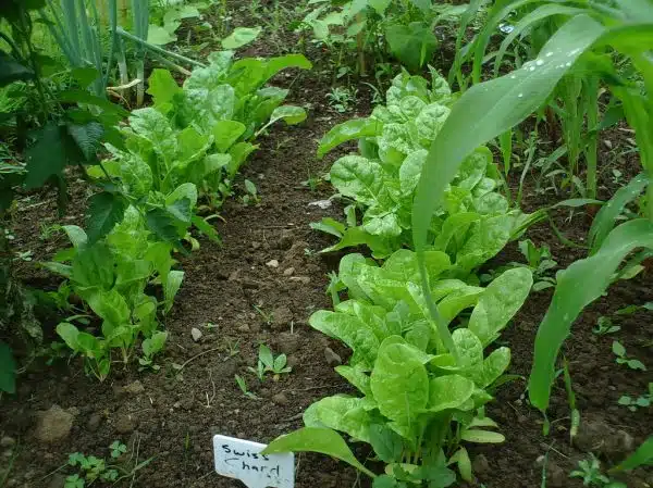 Vegetable Garden Growing