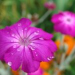 Rose campion, with raindrops, SOOC