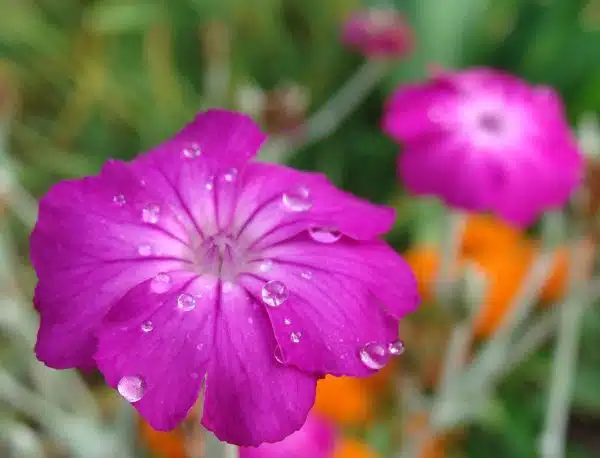 Rose campion, with raindrops, SOOC