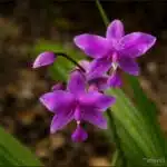 Spathoglottis - my first garden orchid ! (2 photos)