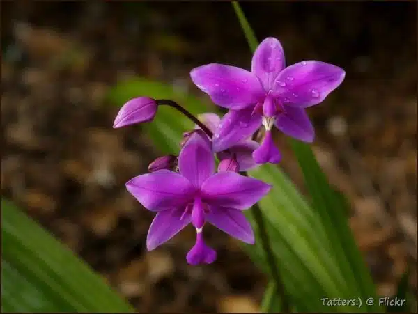 Spathoglottis - my first garden orchid ! (2 photos)