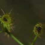 Sundews collecting thier breakfast,as soon as the insect lands the plant triggers its many sticky arms on to it!