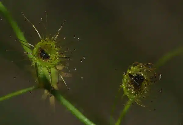 Sundews collecting thier breakfast,as soon as the insect lands the plant triggers its many sticky arms on to it!
