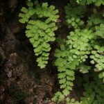 7lUnNEXKzqjq scaled 1 How To Grow & Care For Maidenhair Fern Indoors 22