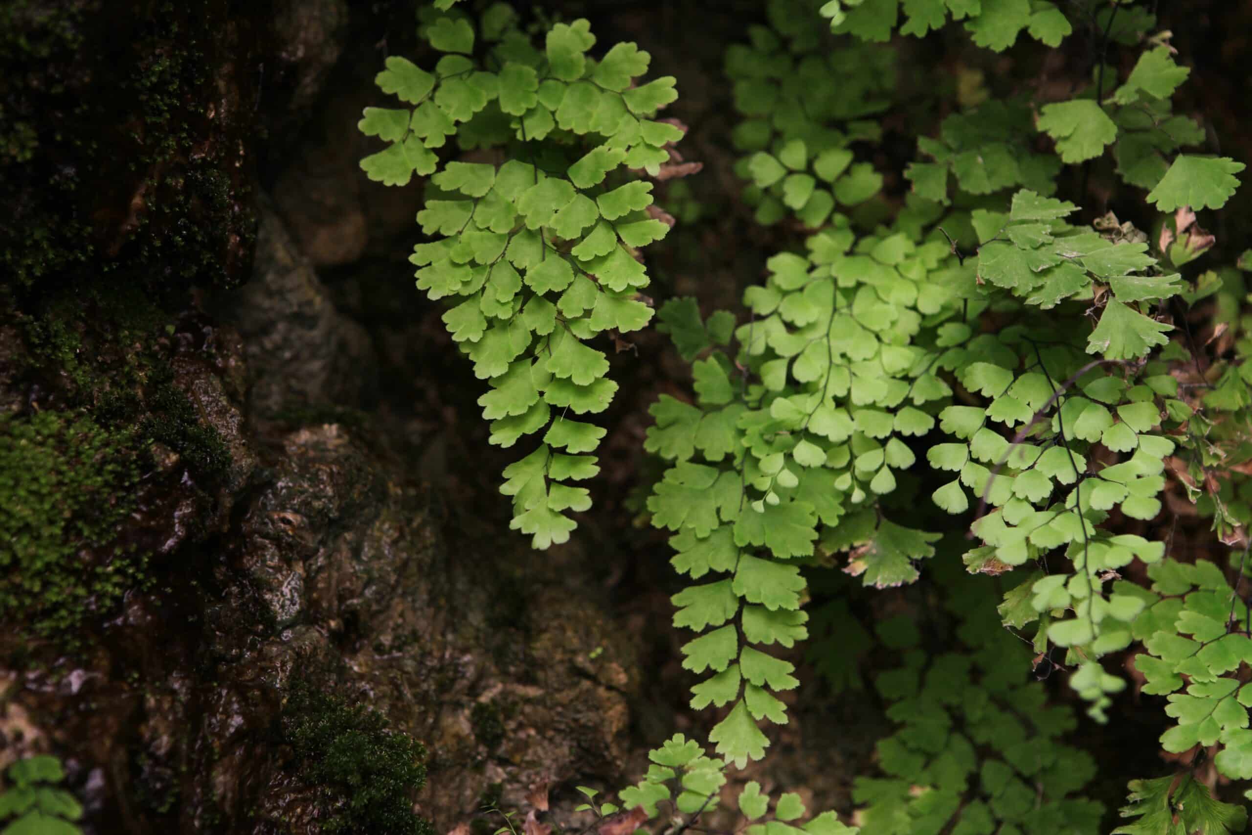 7lUnNEXKzqjq scaled 1 How To Grow & Care For Maidenhair Fern Indoors 1