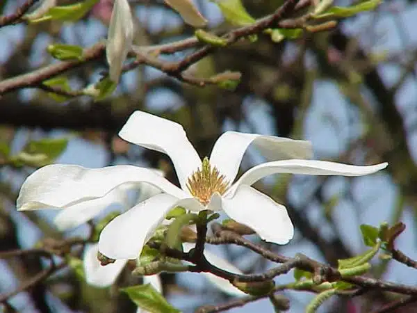Magnolia kobus borealis1