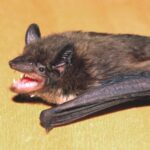 Bat; Valdosta, Georgia, USA