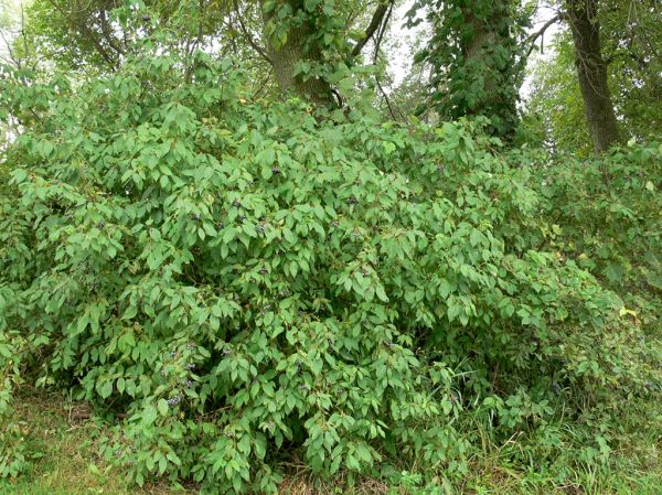 Silky dogwood, or Cornus amomum - Whole Plant