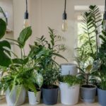 8zelrodsvtc 15 Best Indoor Plants To Improve Your Home & Health 5