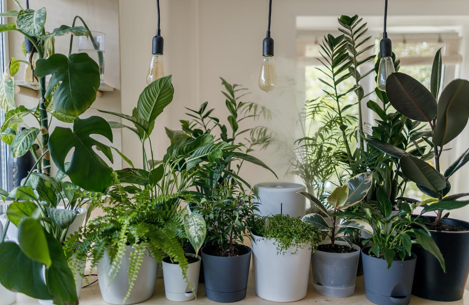 8zelrodsvtc 15 Best Indoor Plants To Improve Your Home & Health 1