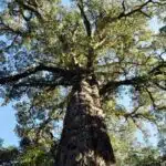 Dalene Matthee big tree podocarpus falcatus-66