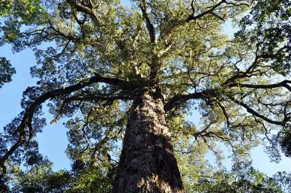 Dalene Matthee big tree podocarpus falcatus-66
